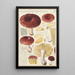 Russula integra - Hans Baldung — kehystetty taideteos seinällä