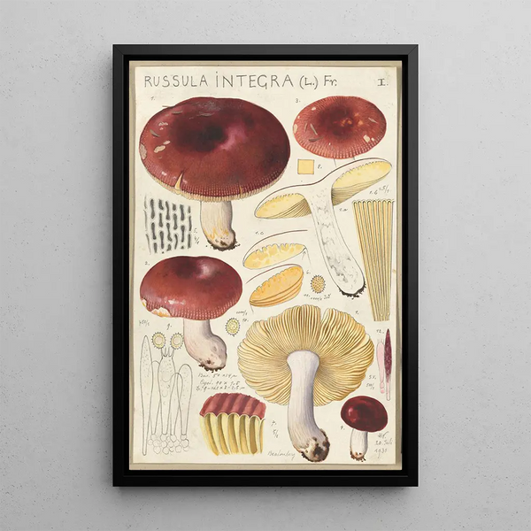 Russula integra - Hans Baldung — kehystetty taideteos seinällä
