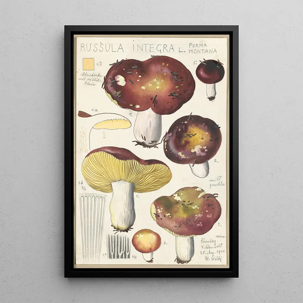 Russula integra L Forma montana - Hans Baldung — kehystetty taideteos seinällä