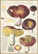 Russula integra L Forma montana - Hans Baldung — näkymä teoksesta