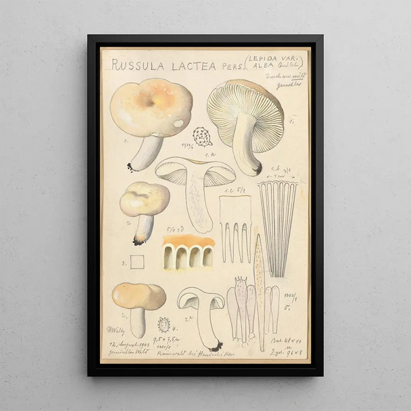 Russula lactea - Hans Baldung — kehystetty taideteos seinällä