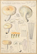 Russula lactea - Hans Baldung — näkymä teoksesta