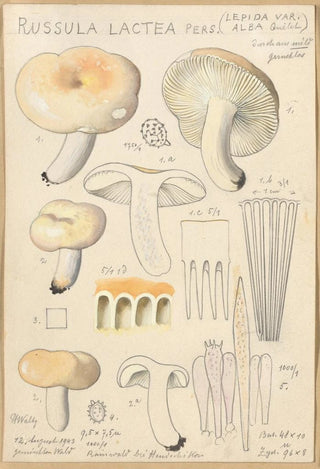 Hans Walty - Russula lactea.webp