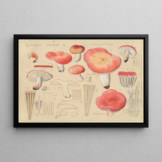 Hans Walty - Russula lepida Fr.webp