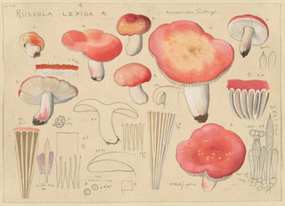Hans Walty - Russula lepida Fr.webp