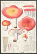 Russula lepida Fries - Hans Baldung — näkymä teoksesta