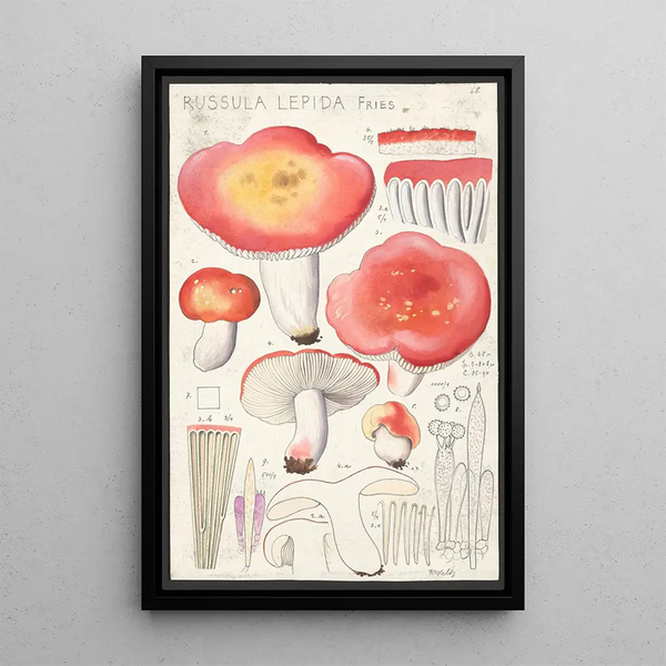 Russula lepida Fries - Hans Baldung — kehystetty taideteos seinällä