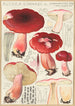 Russula linnaei - Hans Baldung — näkymä teoksesta