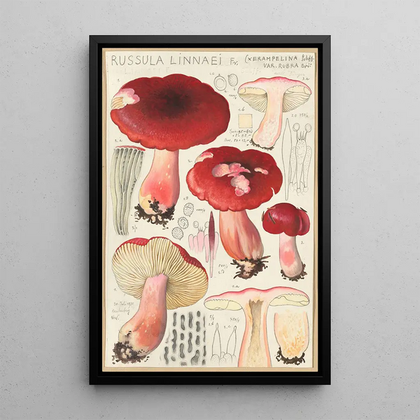 Russula linnaei - Hans Baldung — kehystetty taideteos seinällä