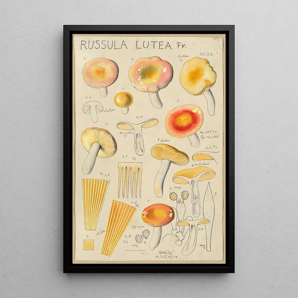 Russula lutea - Hans Baldung — kehystetty taideteos seinällä