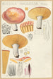 Russula nauseosa - Hans Baldung — näkymä teoksesta
