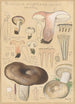 Russula nigricans - Hans Baldung — näkymä teoksesta