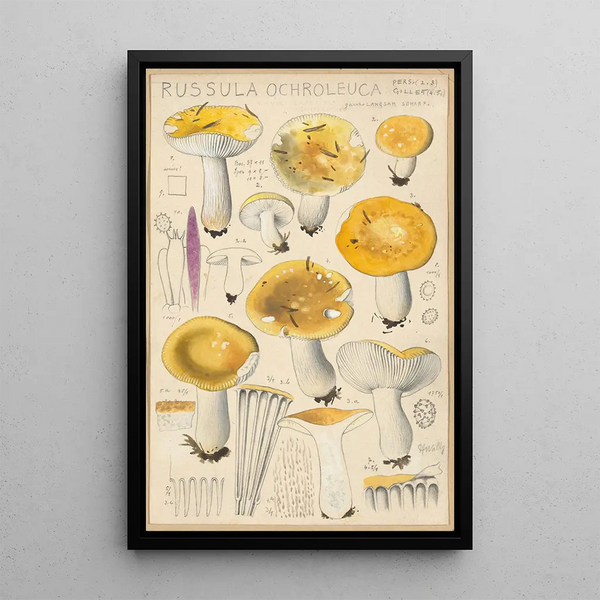 Russula ochroleuca - Hans Baldung — kehystetty taideteos seinällä