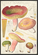 Russula olivacea schff - Hans Baldung — näkymä teoksesta