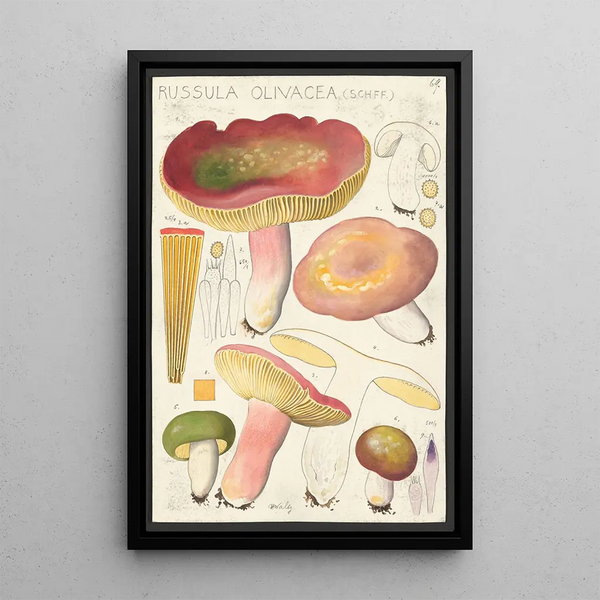 Russula olivacea schff - Hans Baldung — kehystetty taideteos seinällä