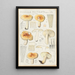 Russula pectinata - Hans Baldung — kehystetty taideteos seinällä