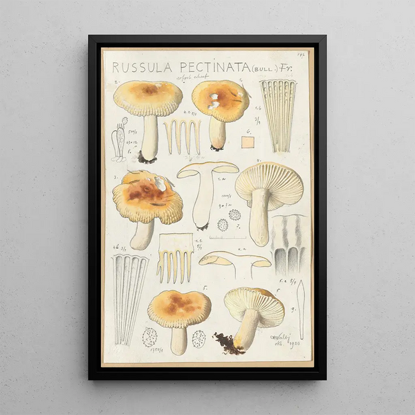 Russula pectinata - Hans Baldung — kehystetty taideteos seinällä