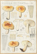 Russula pectinata - Hans Baldung — näkymä teoksesta