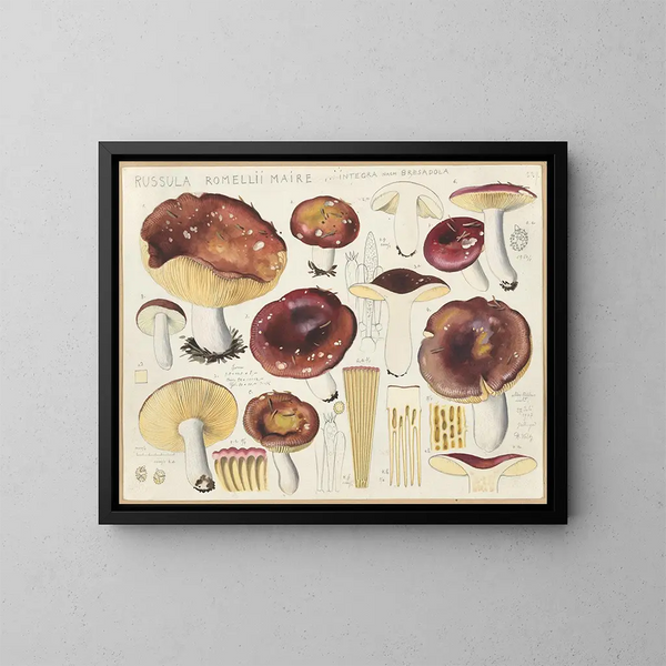 Russula romellii - Hans Baldung — kehystetty taideteos seinällä