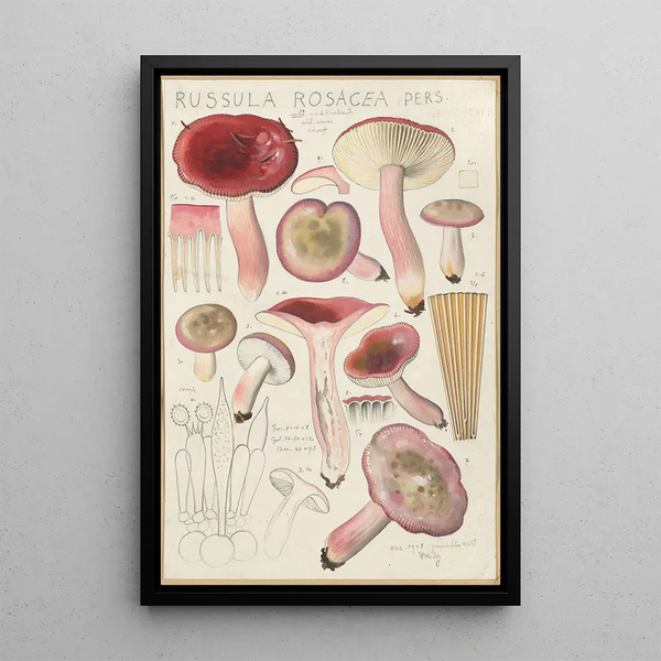 Russula rosacea - Hans Baldung — kehystetty taideteos seinällä