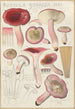 Russula rosacea - Hans Baldung — näkymä teoksesta