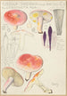 Russula sardonia - Hans Baldung — näkymä teoksesta