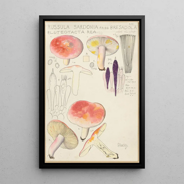 Russula sardonia - Hans Baldung — kehystetty taideteos seinällä