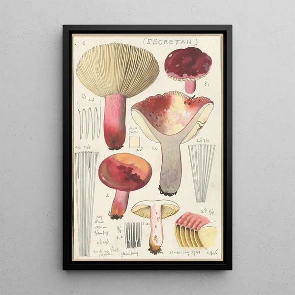 Russula secretan - Hans Baldung — kehystetty taideteos seinällä