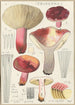 Russula secretan - Hans Baldung — näkymä teoksesta