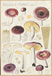 Russula turci - Hans Baldung — näkymä teoksesta