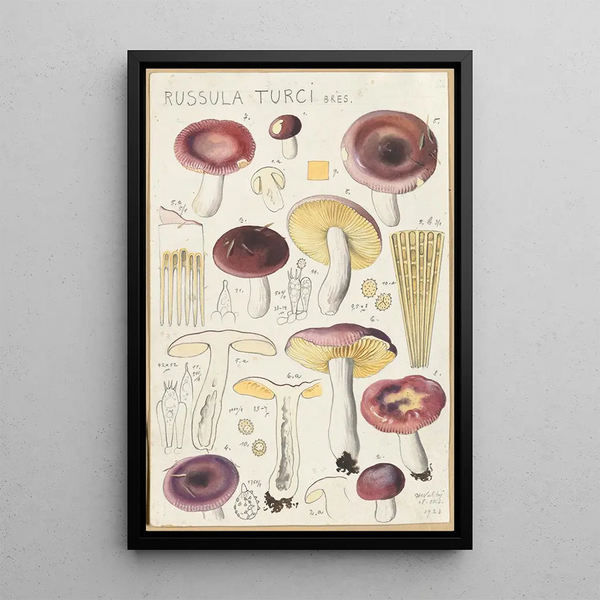 Russula turci - Hans Baldung — kehystetty taideteos seinällä