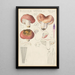 Russula vesca - Hans Baldung — kehystetty taideteos seinällä