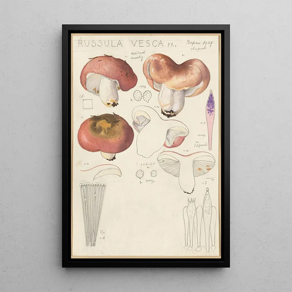 Russula vesca - Hans Baldung — kehystetty taideteos seinällä