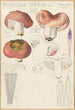 Russula vesca - Hans Baldung — näkymä teoksesta