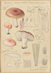Russula vesca subsp Depallens singer - Hans Baldung — näkymä teoksesta