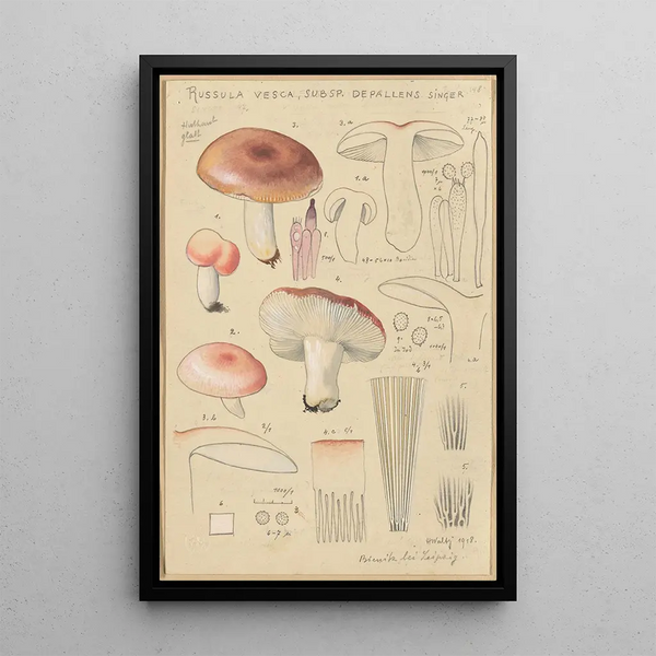 Russula vesca subsp Depallens singer - Hans Baldung — kehystetty taideteos seinällä