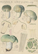 Russula virescens - Hans Baldung — näkymä teoksesta