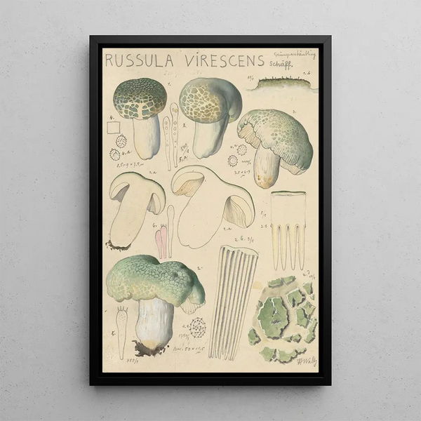 Russula virescens - Hans Baldung — kehystetty taideteos seinällä