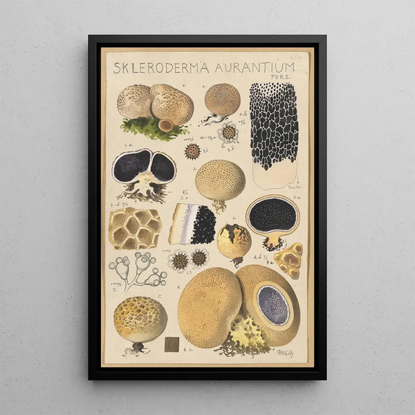 Scleroderma aurantium Pers - Hans Baldung — kehystetty taideteos seinällä