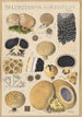 Scleroderma aurantium Pers - Hans Baldung — näkymä teoksesta
