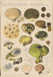 Scleroderma bovista - Hans Baldung — näkymä teoksesta