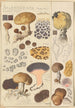 Scleroderma verrucosum - Hans Baldung — näkymä teoksesta