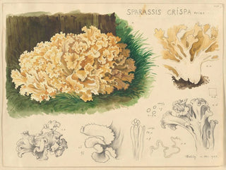 Sparassis crispa - Hans Baldung — näkymä teoksesta