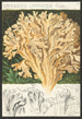 Sparassis laminosa Fries - Hans Baldung — näkymä teoksesta