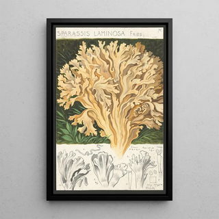 Hans Walty - Sparassis laminosa Fries.webp