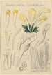 Spathularia clavata - Hans Baldung — näkymä teoksesta