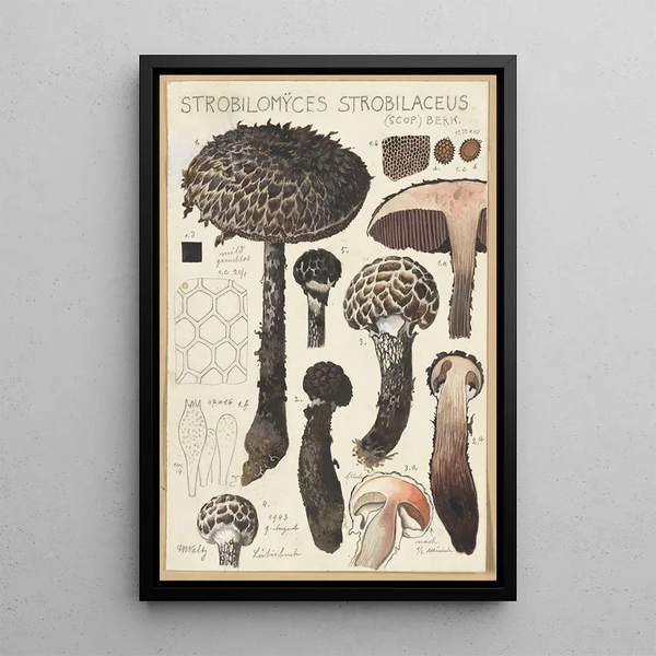 Strobilomyces strobilaceus Scop Berk - Hans Baldung — kehystetty taideteos seinällä