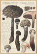 Strobilomyces strobilaceus Scop Berk - Hans Baldung — näkymä teoksesta