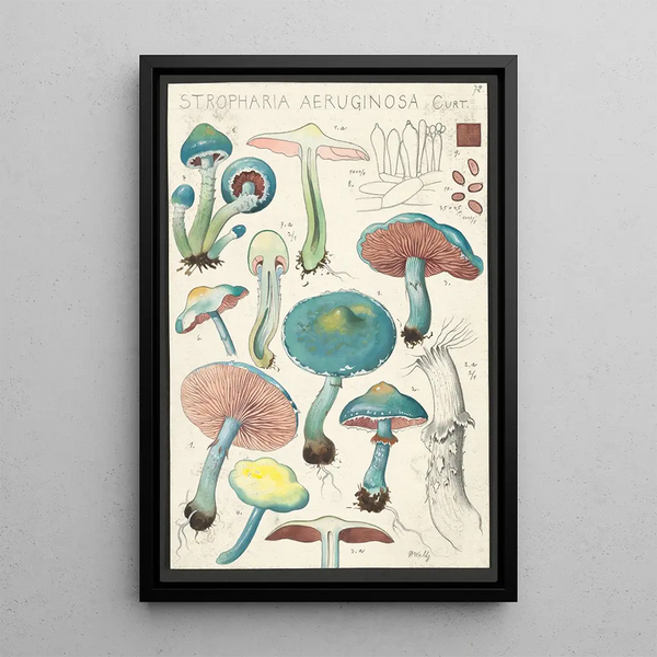 Stropharia aeruginosa Curt - Hans Baldung — kehystetty taideteos seinällä