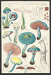 Stropharia aeruginosa Curt - Hans Baldung — näkymä teoksesta
